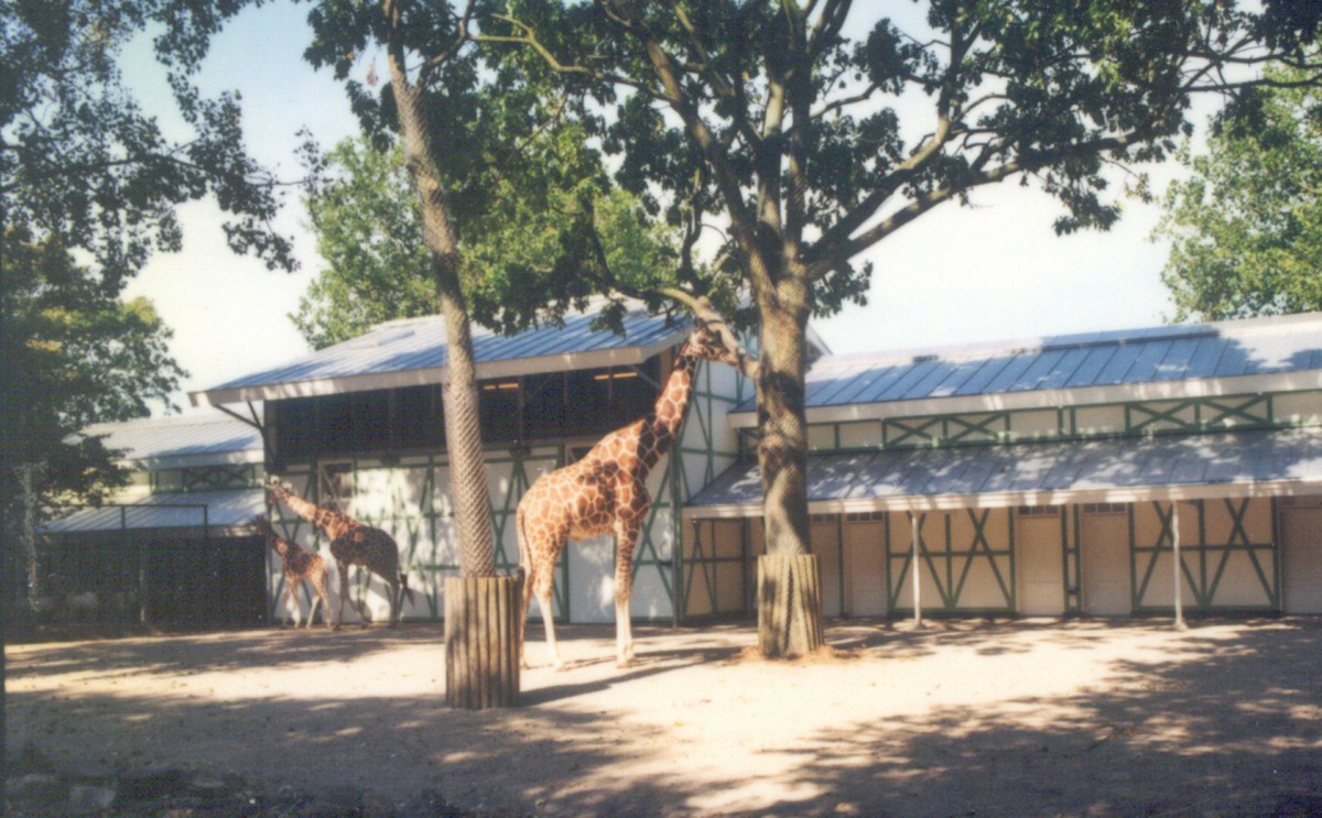 giraffenhuis